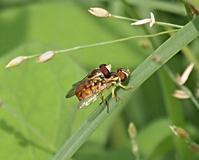 [A smaller fly is perched on the back of a slightly larger fly. Both have two large brown eyes and yellow and black striped bodies. The lower fly is standing on a bent blade of grass.]